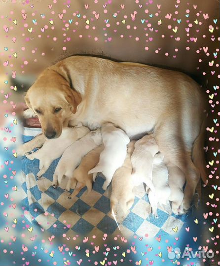 Щенки лабрадора