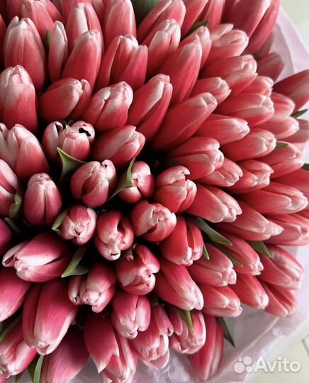 Тюльпаны к 8 марта оптом и в розницу