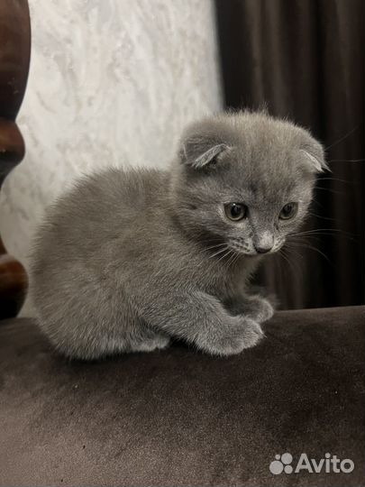 Британская