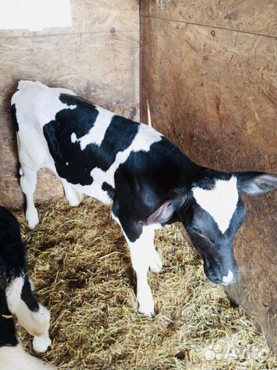 Телята(бычки,тёлки)