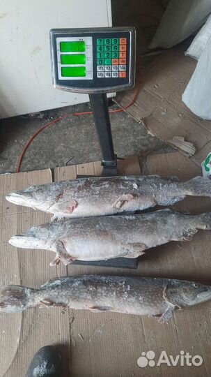 Щука свежая, с Ханты мансийского ао