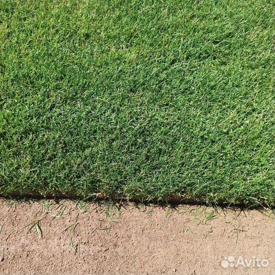 Рулонный газон