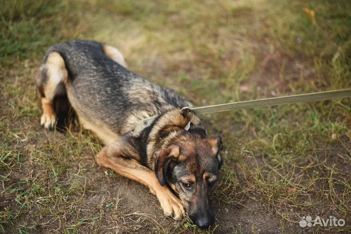 Собака в добрые руки