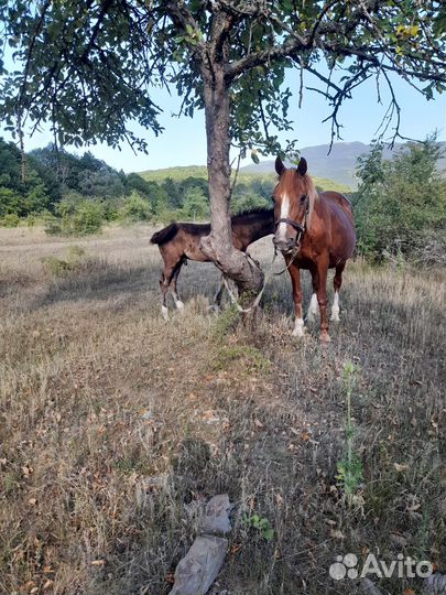 Лошадь с жеребёнкам