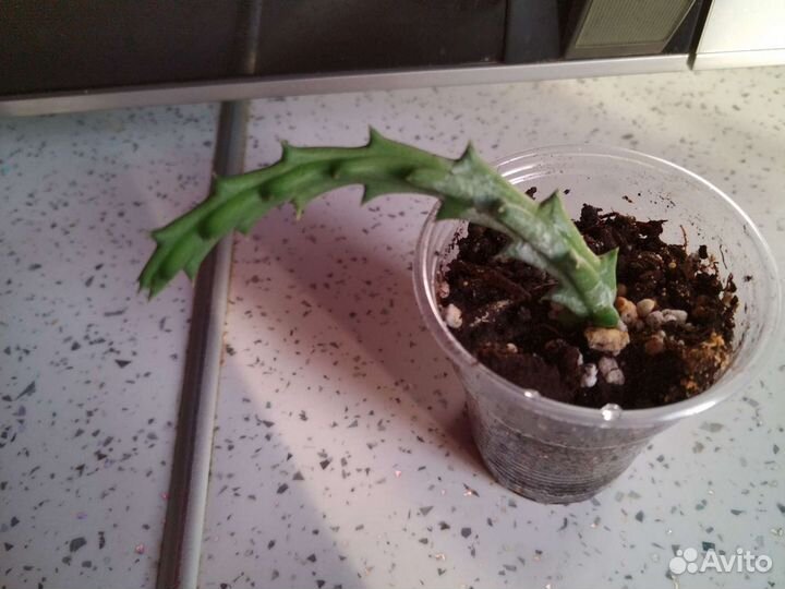 Суккуленты цветы