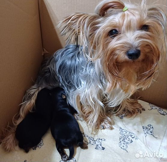 Йоркширский терьер