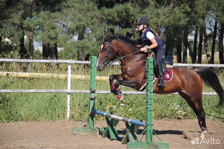 Кобыла пони класс