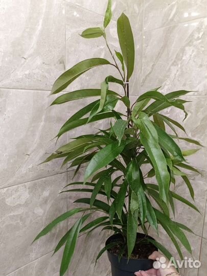 Фикус Amstel King