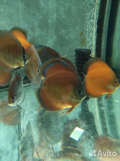 Дискусы,стурисомы