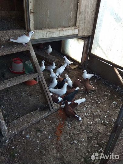 Продаю породистых голубей разных окрасов