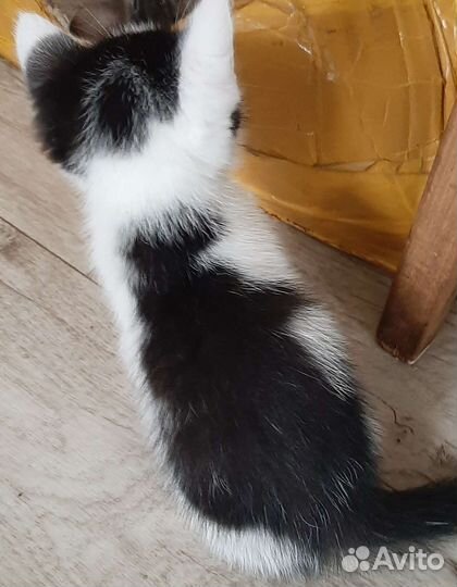 Отдам котёнка. Мальчик. Доставка