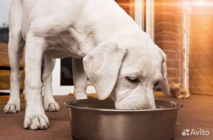 Экокорм для собак