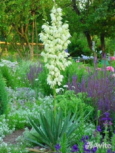 Юкка нитчатая белая