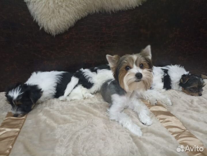 Щенки бивер йорка