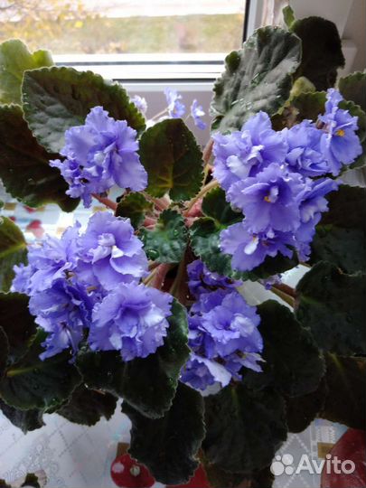 Комнатные растения цветы