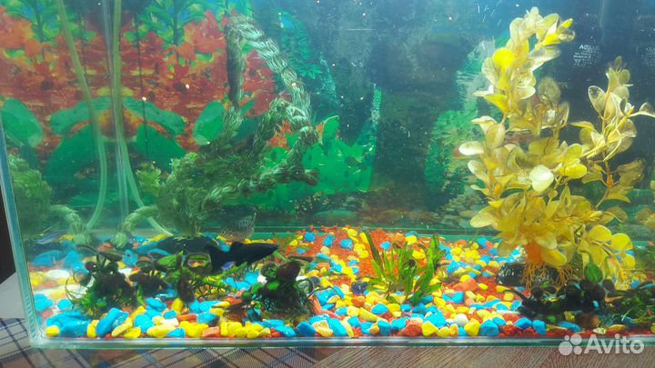 Аквариум 43 литра