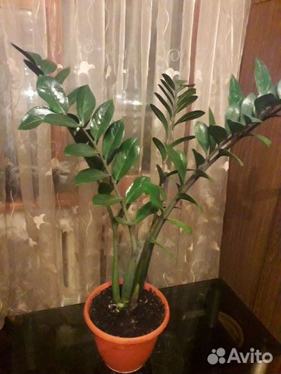 Замиокулькас Замифолия (долларовое дерево)