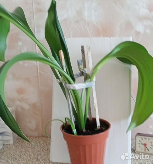 Эухарис, амазонская лилия