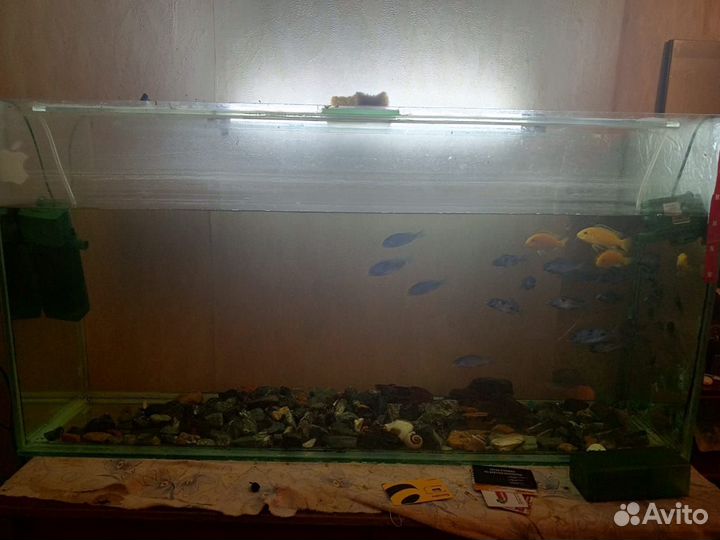 Аквариум с рыбками