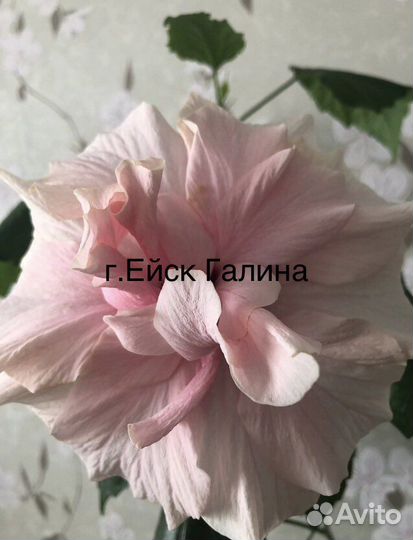 Гибискус,китайская роза