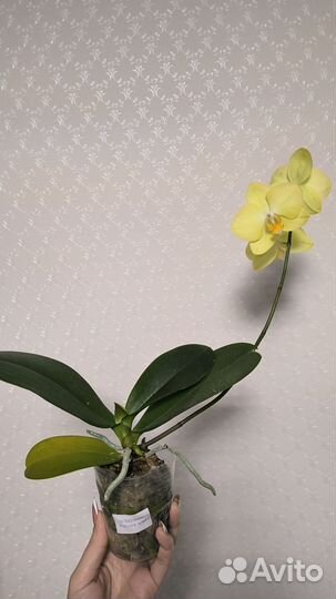Орхидея фаленопсис