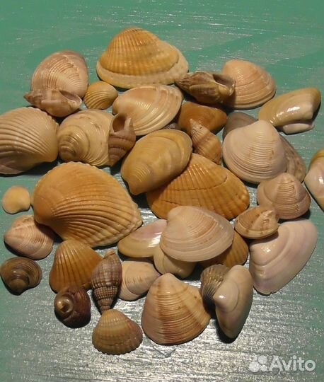 Морские раковины для аквариума и творчества