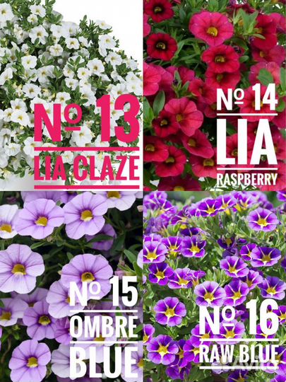 Рассада калибрахоа