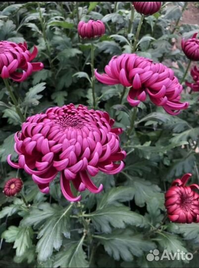 Хризантема