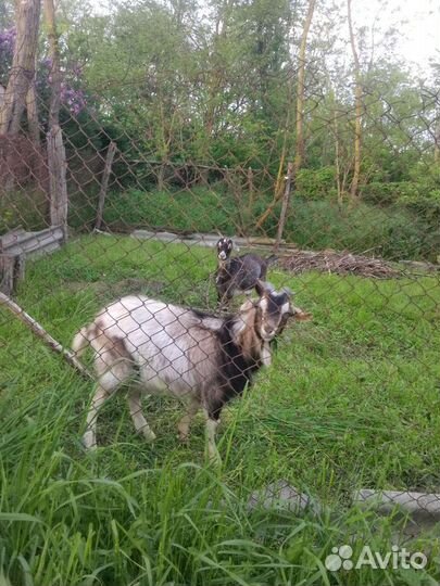 Козёл и козочка, 11 мес. За 8 т, торг уместен