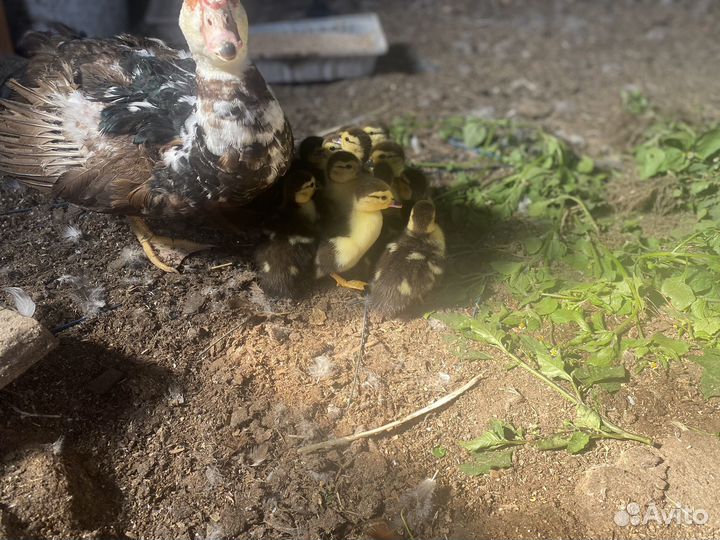 Мускусные утки индоутки индоутята