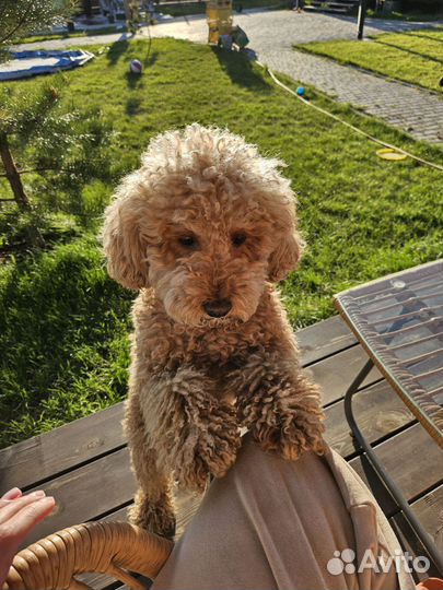 Пудель малый, вязка