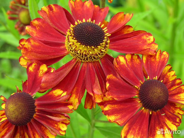 Гелениумы и гелиопсис