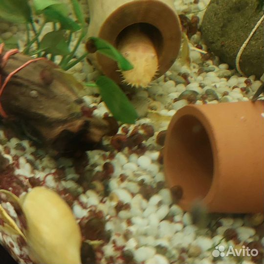 Аквариумные рыбки,улитки