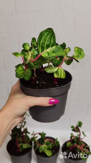 Ирезине Хербста aureoreticulata