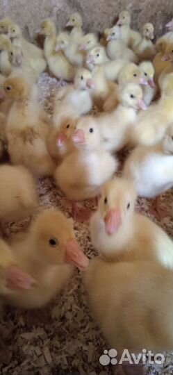Утята, гусята, бройлера, куры