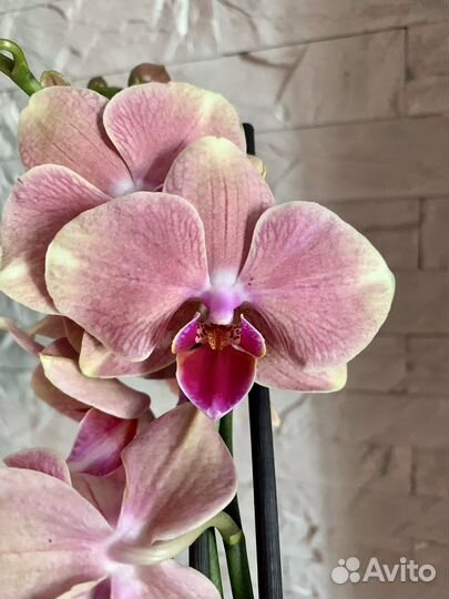 Орхидея Пират пикоти