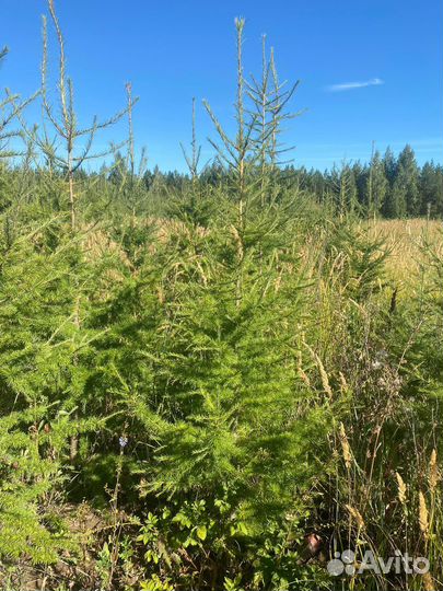 Лиственница