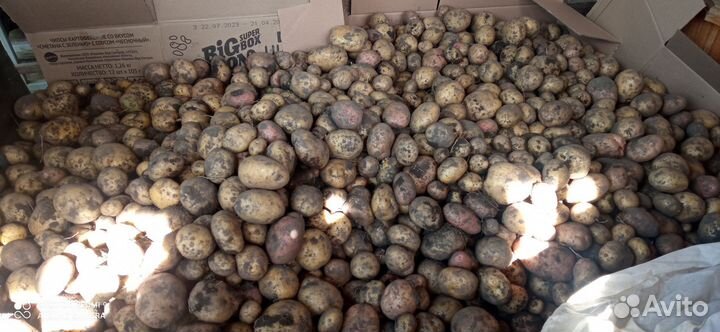 Продам картофель с доставкой