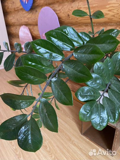 Замиокулькас