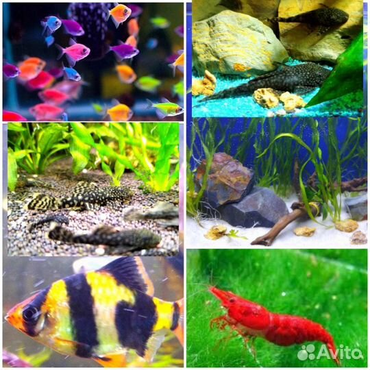 Аквариумные рыбки, растения, декорации