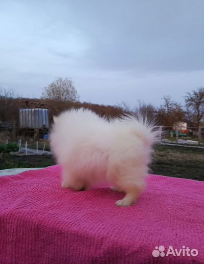 Белая девочка подросток