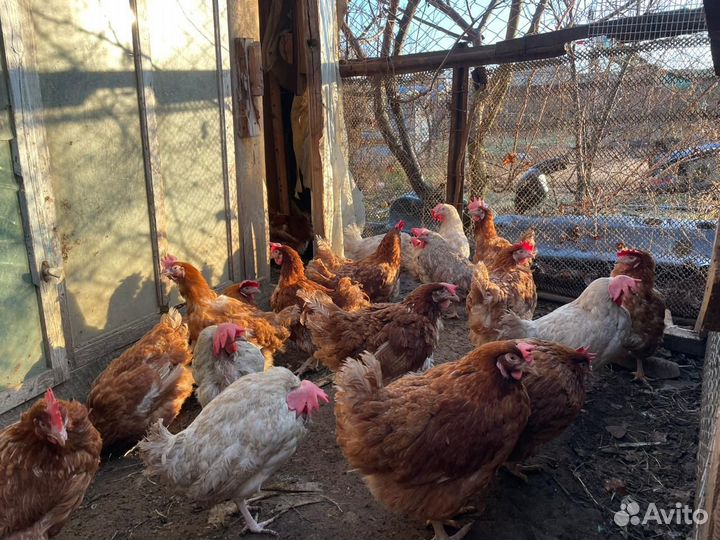 Куры молодки несушки легорны