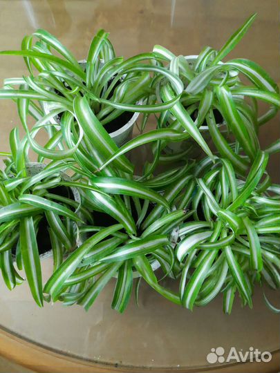 Сансевиерия хани, хлорофитум бони, зебрина