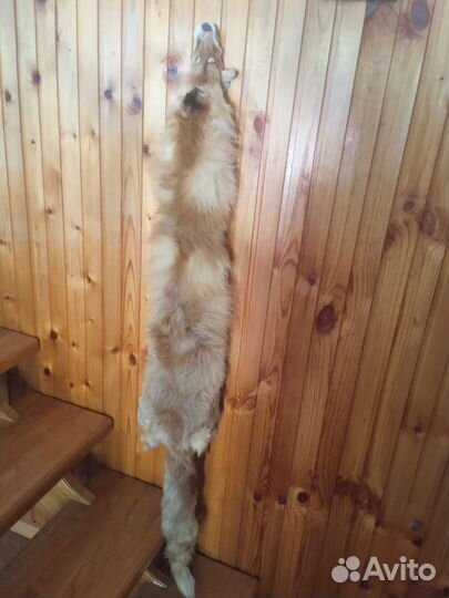 Шкурки лисы и ондатры