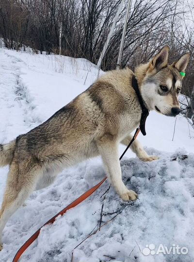 Кобель в добрые руки