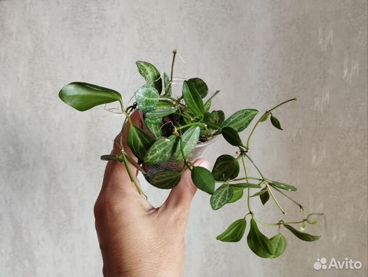 Хойи срез и укорененные