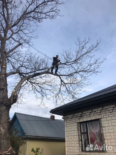 Спил деревьев,расчистка участков,покос травы