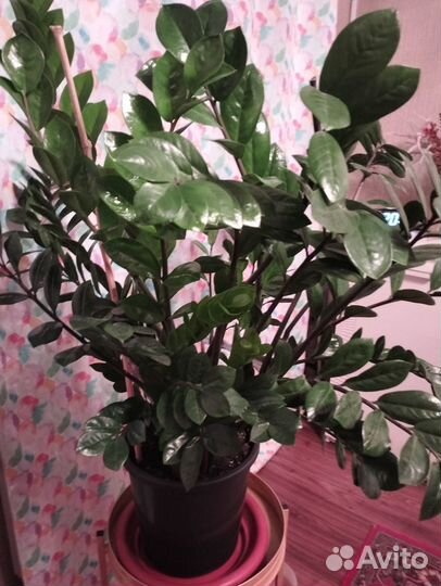 Комнатные цветы