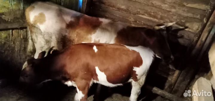 Продам быка
