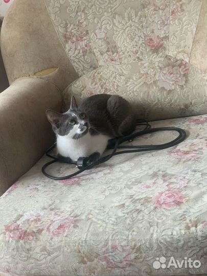 Отдам кота и кошку